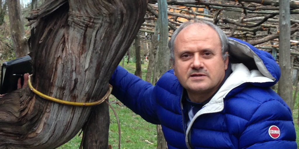 Tintore di Tramonti, da vigne secolari a piede franco