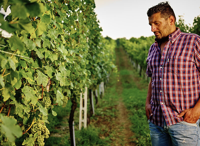 Leopardo Felici, Verdicchio Boy dall’animo green