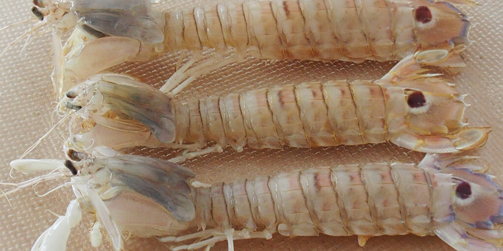 Canocchia o cicala, la  preferita dagli chef