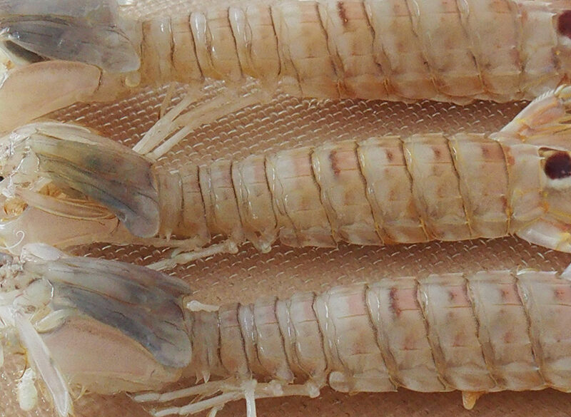 Canocchia o cicala, la  preferita dagli chef