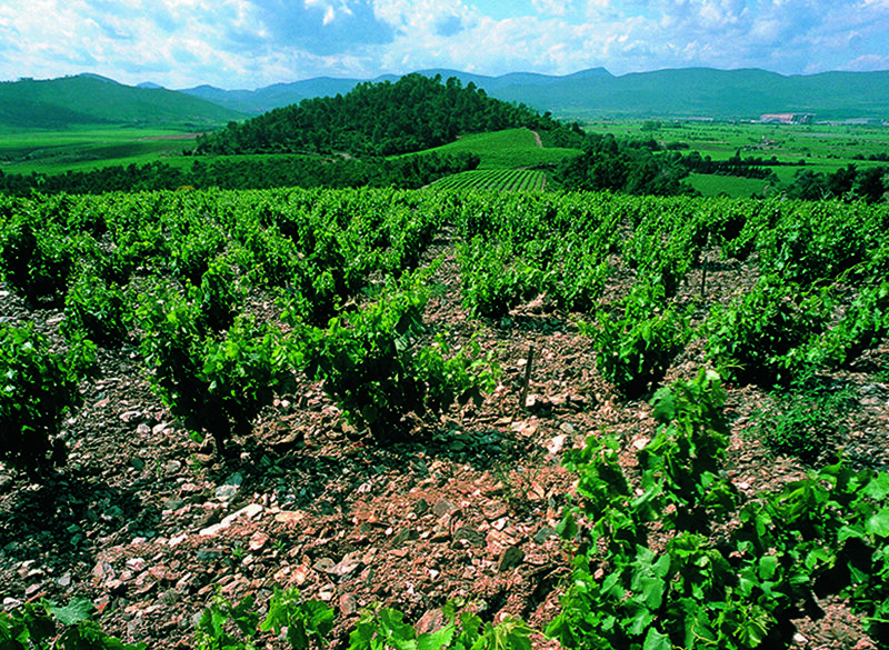 Un gran rosé de La Gordonne (e due spumanti a sorpresa)