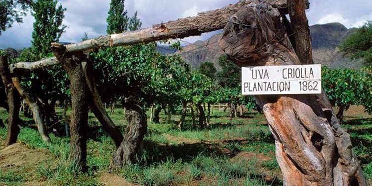 Il futuro dell’Argentina è nei vini da uve creole?