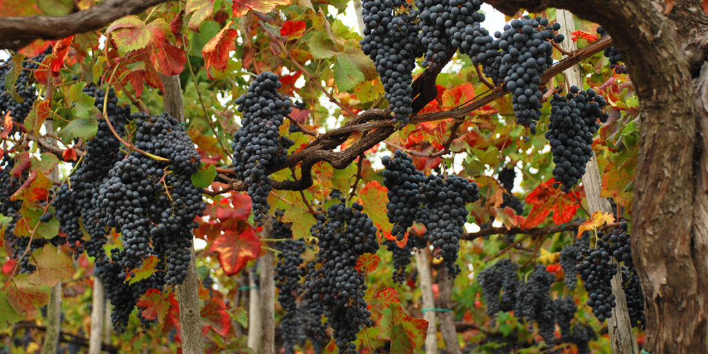 Il Nebbiolo in vigna va gestito con i guanti