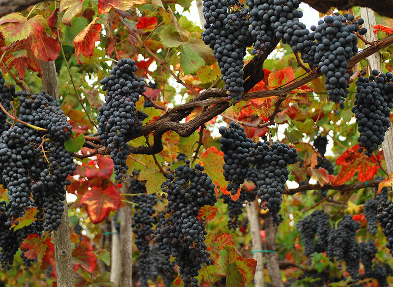 Il Nebbiolo in vigna va gestito con i guanti
