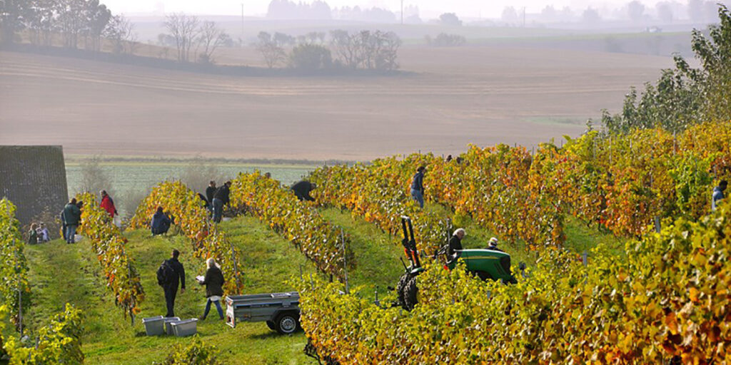 Vino svedese? Si può fare!