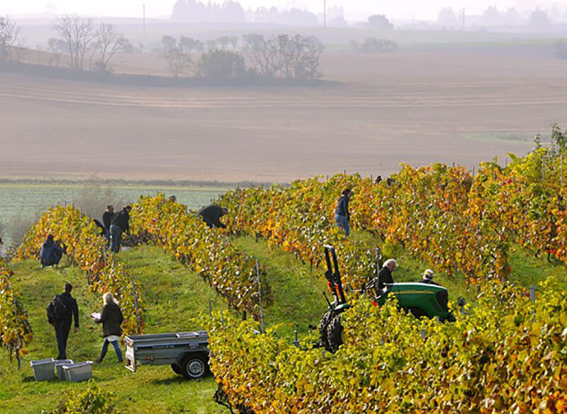 Vino svedese? Si può fare!