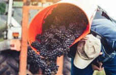 Pinot nero Castelfeder: presentati tre nuovi cru