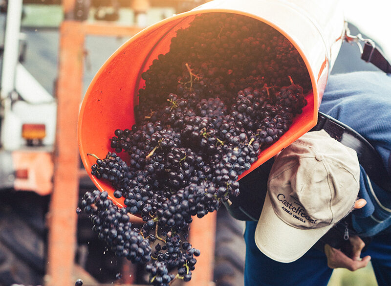 Pinot nero Castelfeder: presentati tre nuovi cru