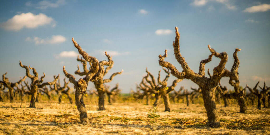La vite può combattere il cambiamento climatico