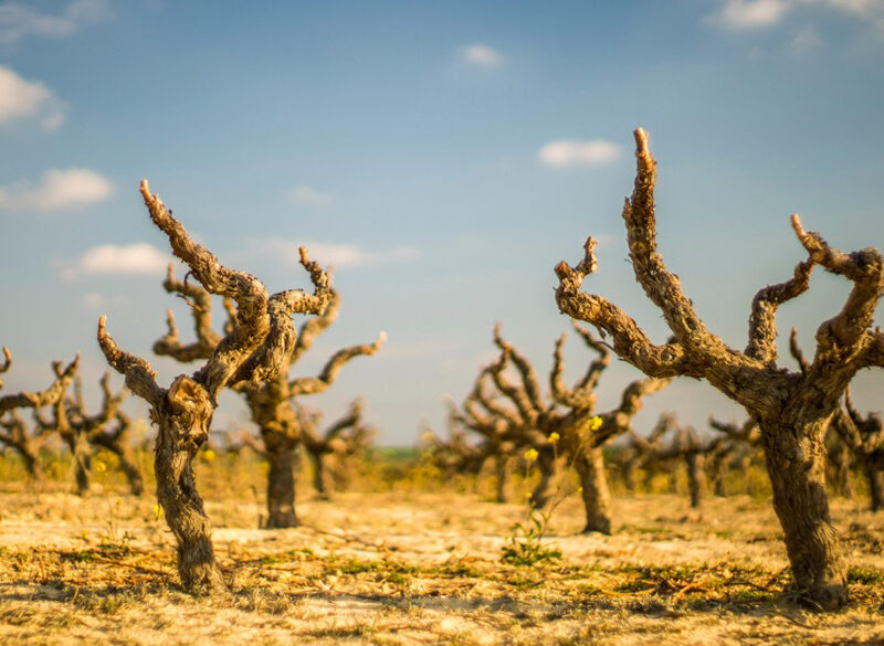 La vite può combattere il cambiamento climatico