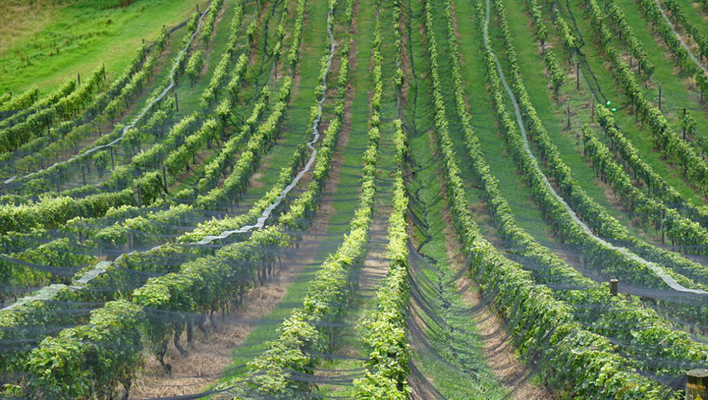 Irrigazione sotterranea dei vigneti: in Nuova Zelanda funziona così