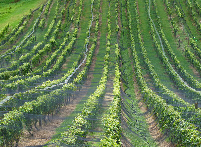 Irrigazione sotterranea dei vigneti: in Nuova Zelanda funziona così