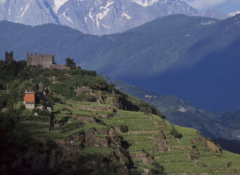 Chiavennasca, il Nebbiolo in Valtellina
