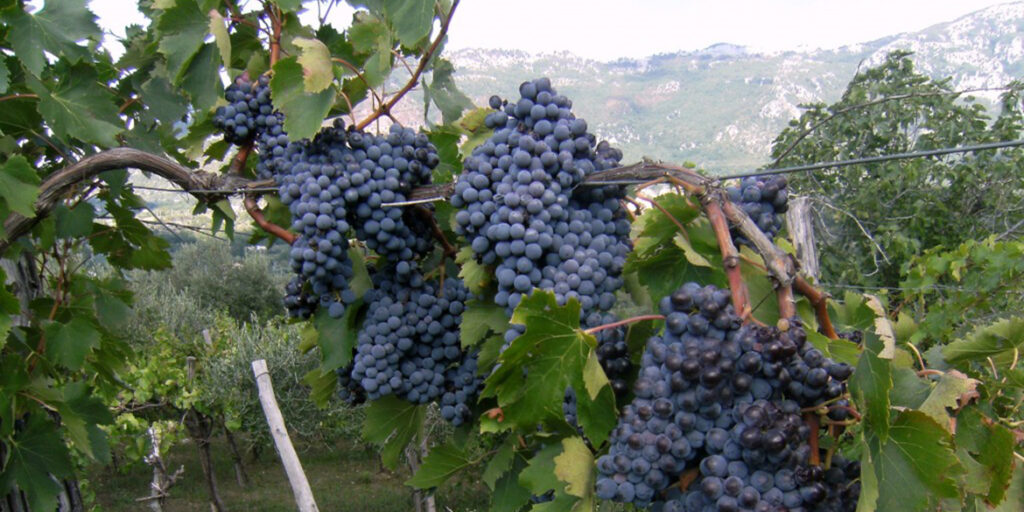 Lo Sciascinoso si esalta in rosa