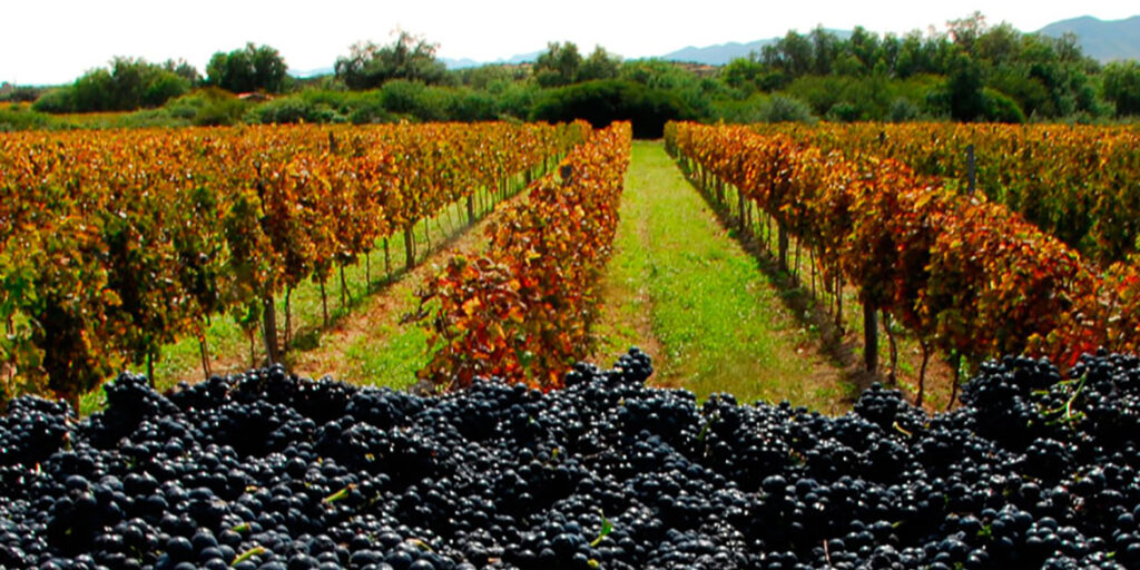 I vini della Bolivia arrivano dalle Ande