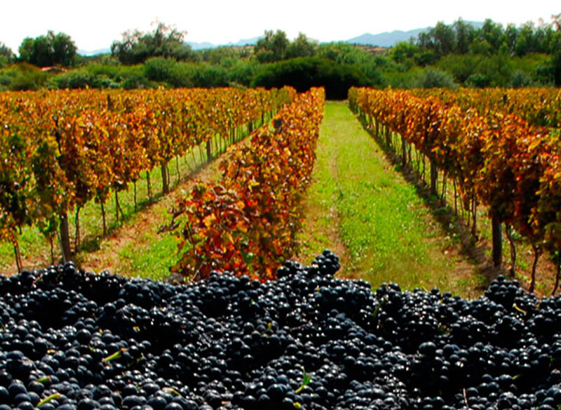 I vini della Bolivia arrivano dalle Ande