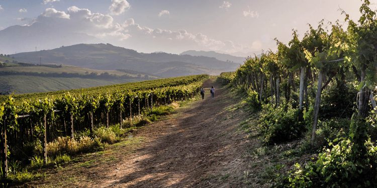 Volano i vini d’Abruzzo (e non solo in Italia)