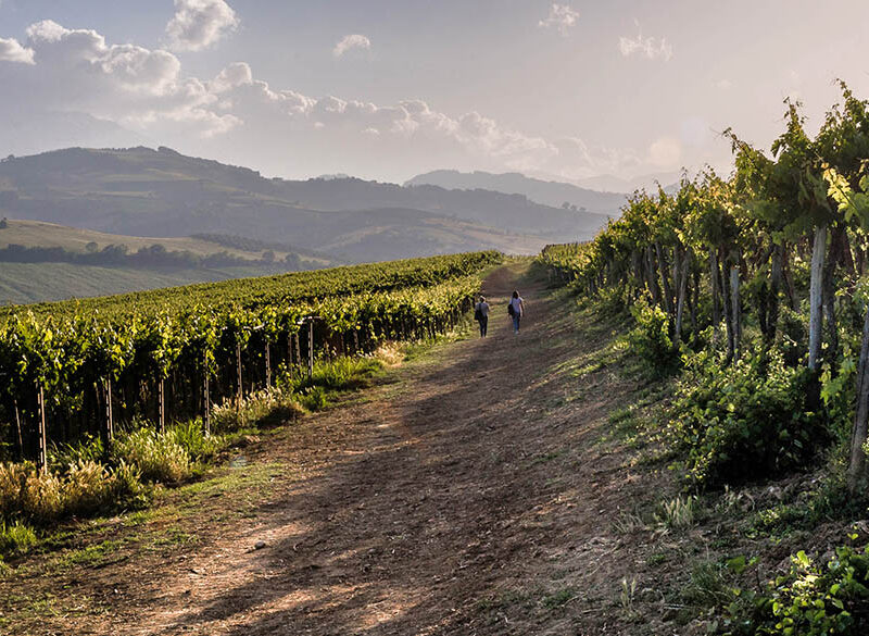 Volano i vini d’Abruzzo (e non solo in Italia)