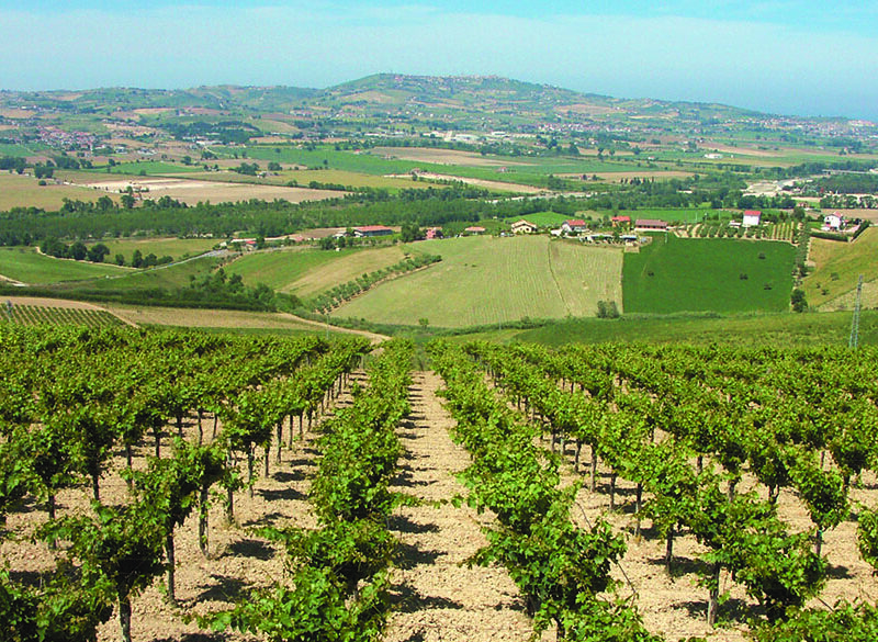 Montepulciano d’Abruzzo Colline Teramane Docg: la sfida del tempo