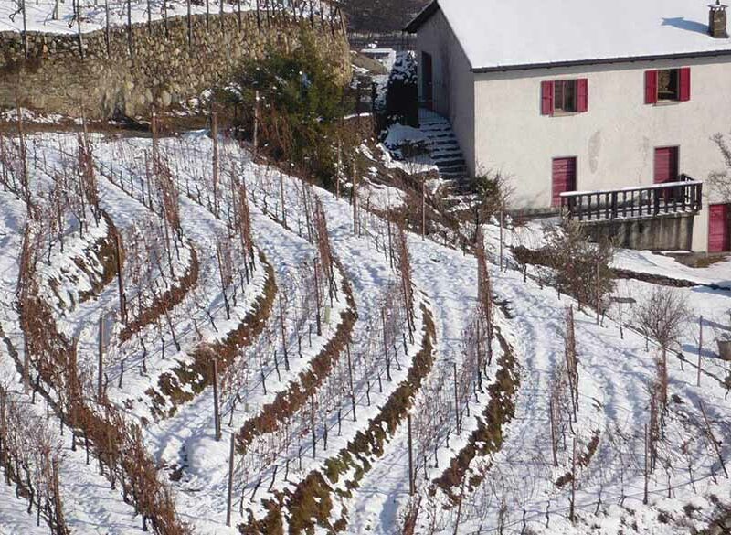Per Nino Negri è tempo di cru