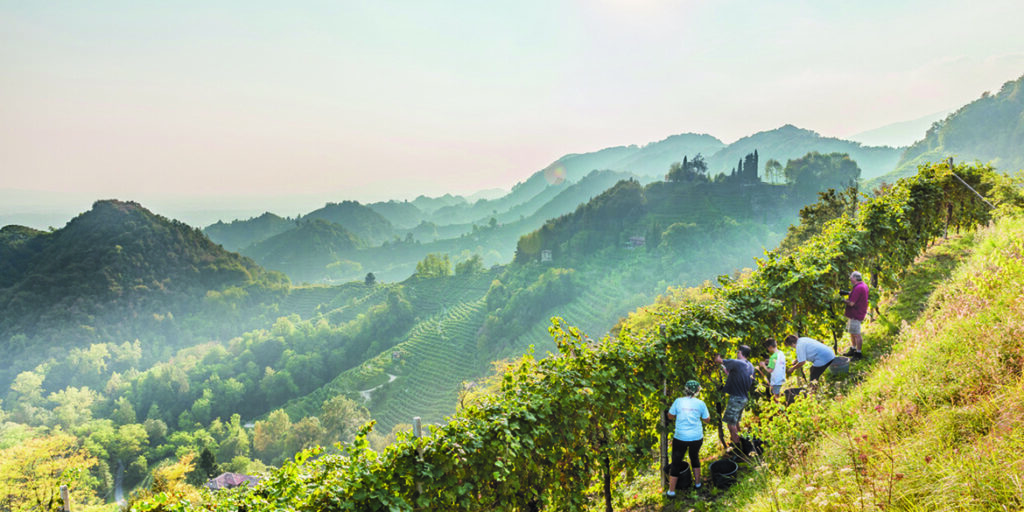 Vendemmia 2019, meno uva, ma più che buona