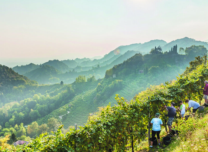 Vendemmia 2019, meno uva, ma più che buona