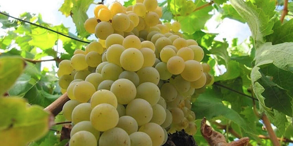 Il Moscatello selvatico ha un solo padrone