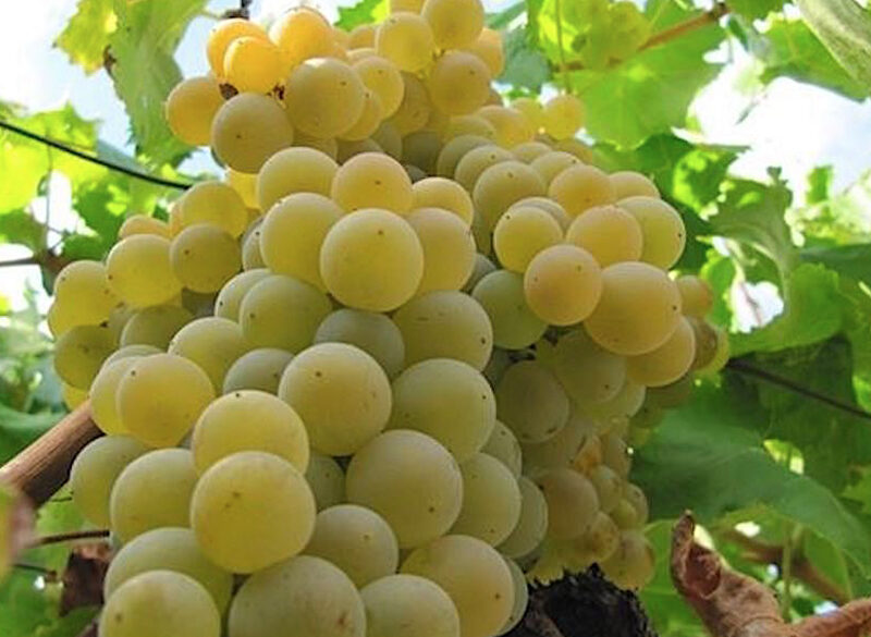 Il Moscatello selvatico ha un solo padrone