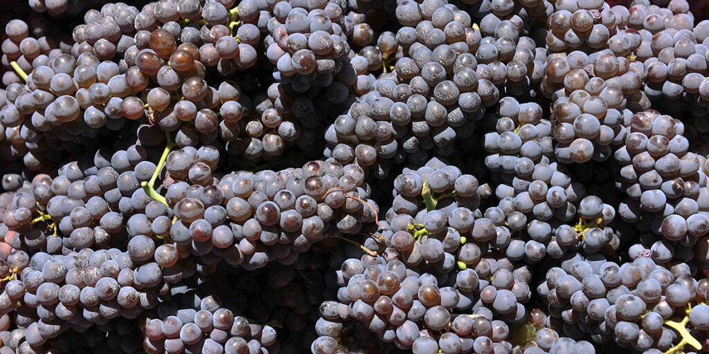 Pinot grigio delle Venezie, un 2019 da ricordare