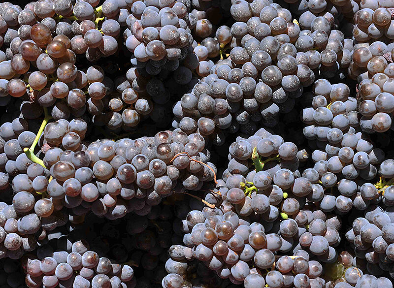 Pinot grigio delle Venezie, un 2019 da ricordare