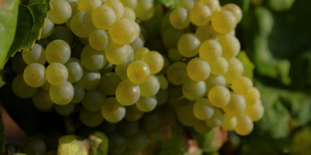 La famiglia Torres rilancia le vigne ancestrali del Penedès