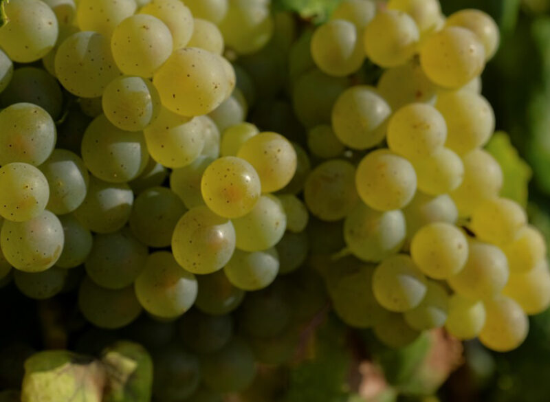 La famiglia Torres rilancia le vigne ancestrali del Penedès