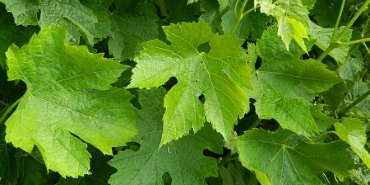 La vite è sana? Basta saper leggere le sue foglie