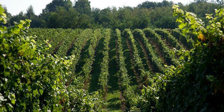 Nasce Zuitèr, il Manzoni bianco di Montelvini