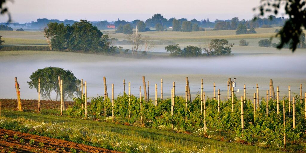 Alla scoperta dei vini scandinavi