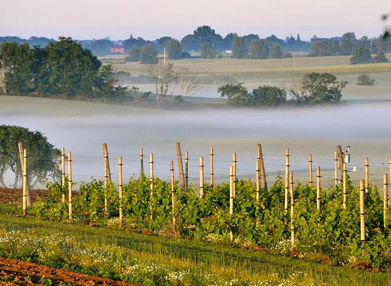 Alla scoperta dei vini scandinavi