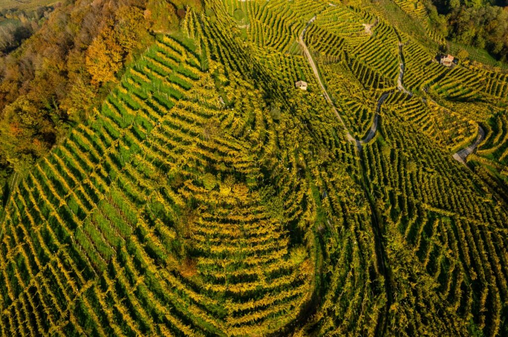 Prosecco Superiore: annata record 2019 e prospettive post Covid-19