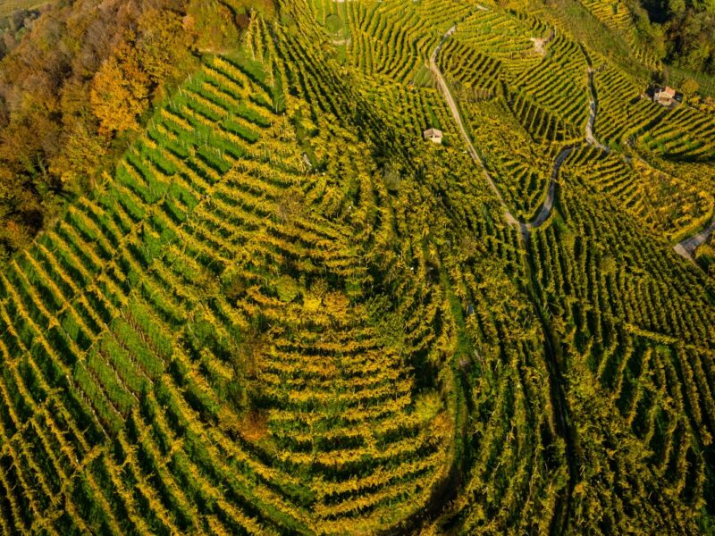 Prosecco Superiore: annata record 2019 e prospettive post Covid-19