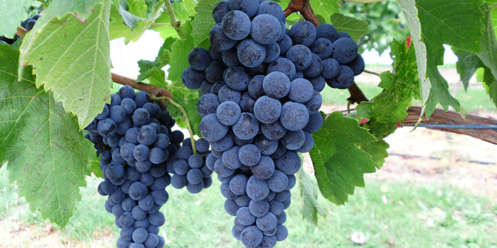 Banfi sperimenta uve georgiane contro il climate change