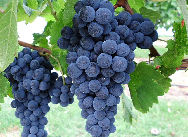 Banfi sperimenta uve georgiane contro il climate change