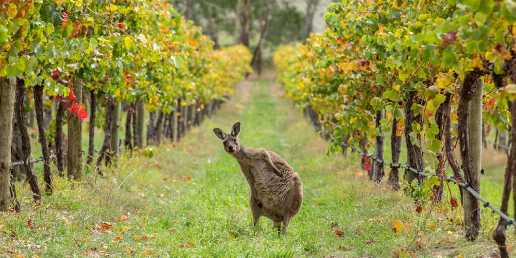 Australia: un mercato a due facce