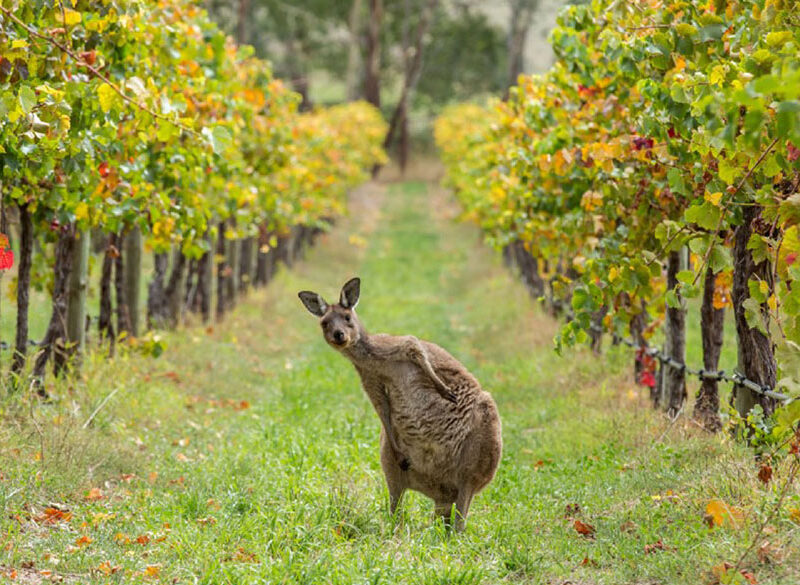 Australia: un mercato a due facce