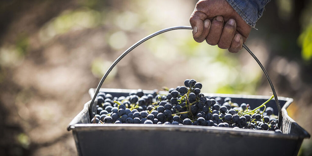 Si vendemmia nell’emisfero australe (nonostante il Coronavirus)