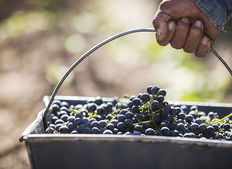 Si vendemmia nell’emisfero australe (nonostante il Coronavirus)