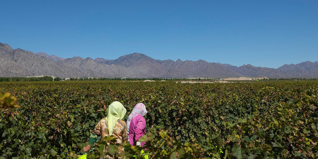 Ningxia: cresce la regione capofila del vino cinese