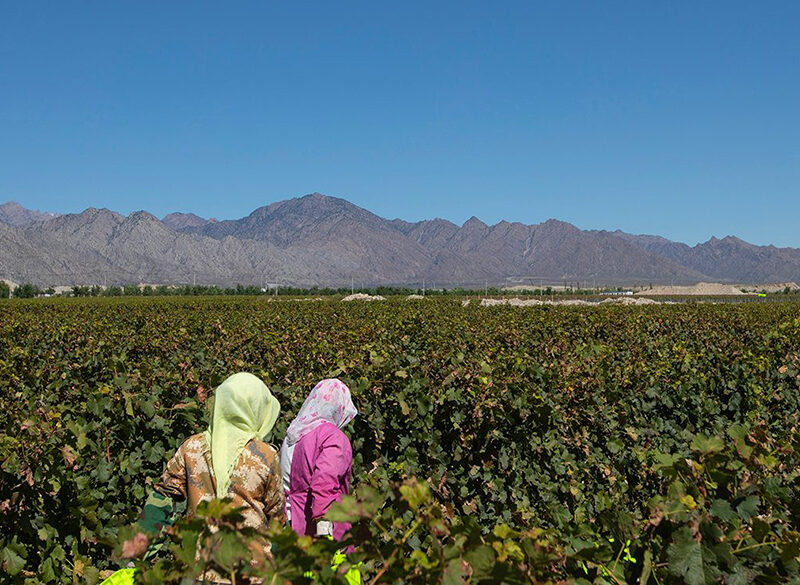 Ningxia: cresce la regione capofila del vino cinese