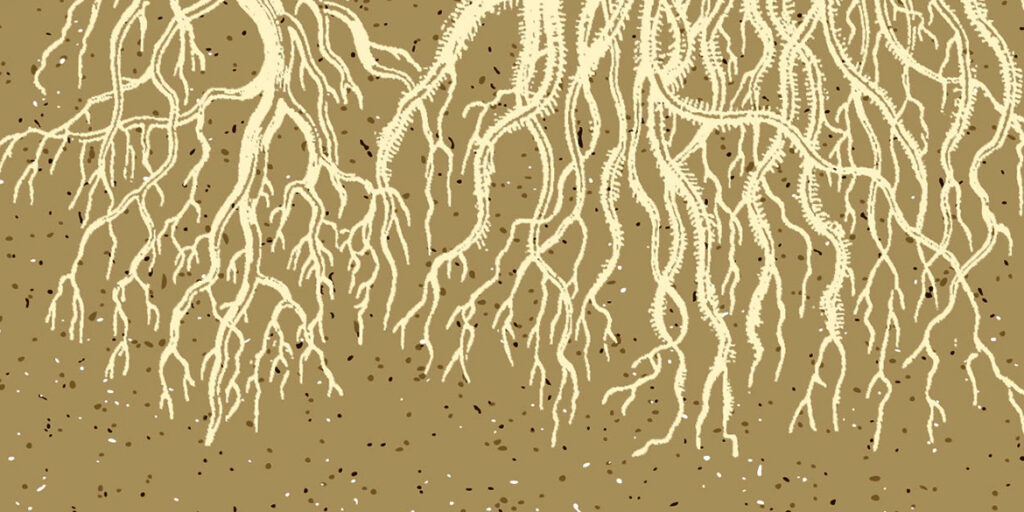 Alle radici del vino. Quale acqua beve la vite?
