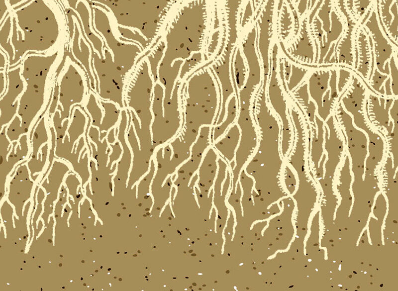 Alle radici del vino. Quale acqua beve la vite?