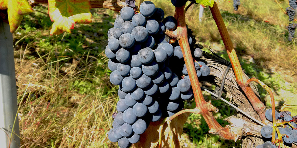 Arvino, un raro autoctono nella Valle del Savuto