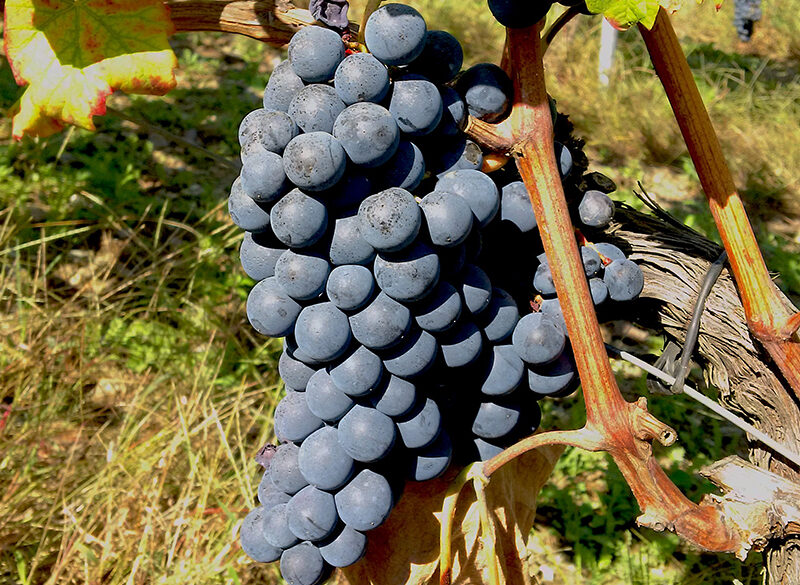 Arvino, un raro autoctono nella Valle del Savuto